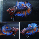 #9 (New Arrival) Blue Tiger Galaxy Koi Star Tail Plakat Betta Fish - High Quality Live Aquarium Male Betta Fish